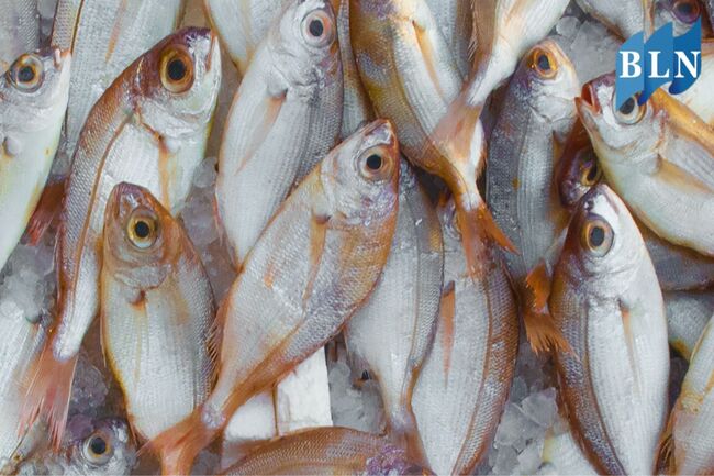 Tips to Buy Fresh Fish